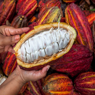 cabosse fruit cacao