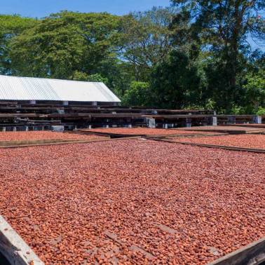 Séchage Fèves de cacao Madagascar