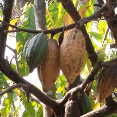 Cocoa pods Vietnam