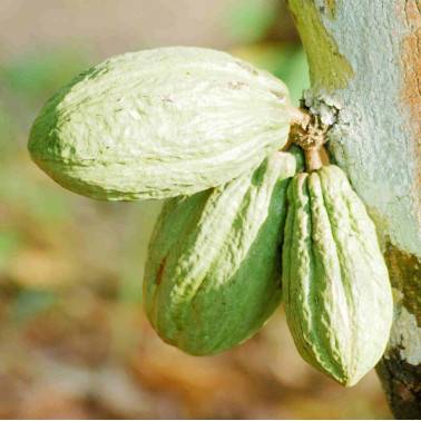 Cocoa pod GRAND CRU COTE D'IVOIRE